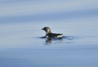 Petrel diving 103000.jpg